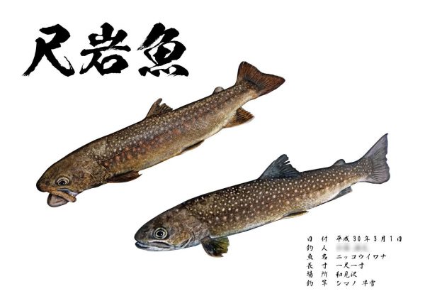 岩魚魚拓