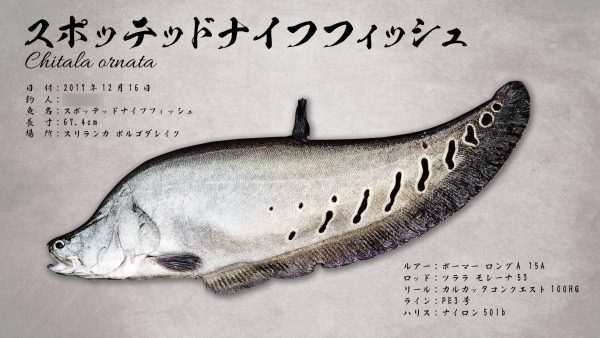 海外魚拓