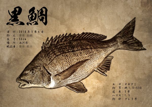 黒鯛魚拓