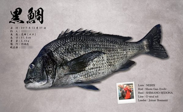 黒鯛魚拓