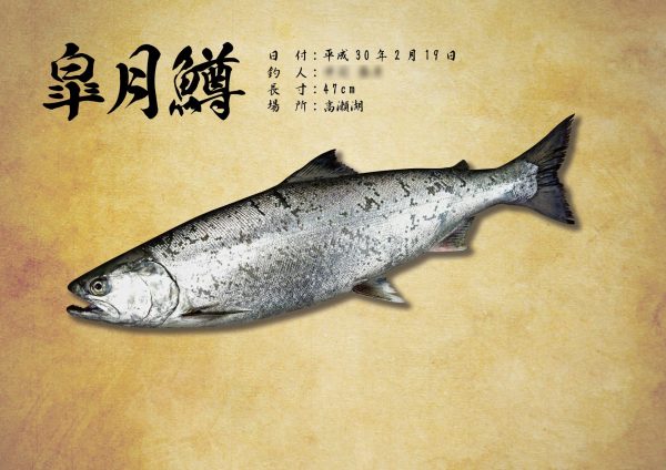 マス魚拓