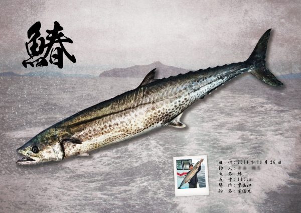 鰆魚拓
