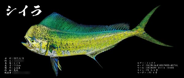シイラ魚拓