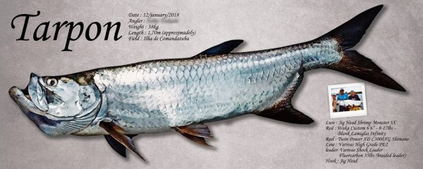 tarpon魚拓