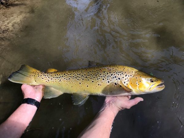 browntrout