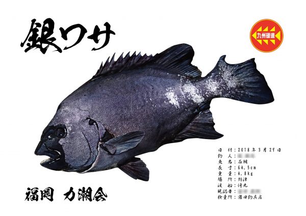 銀ワサ魚拓