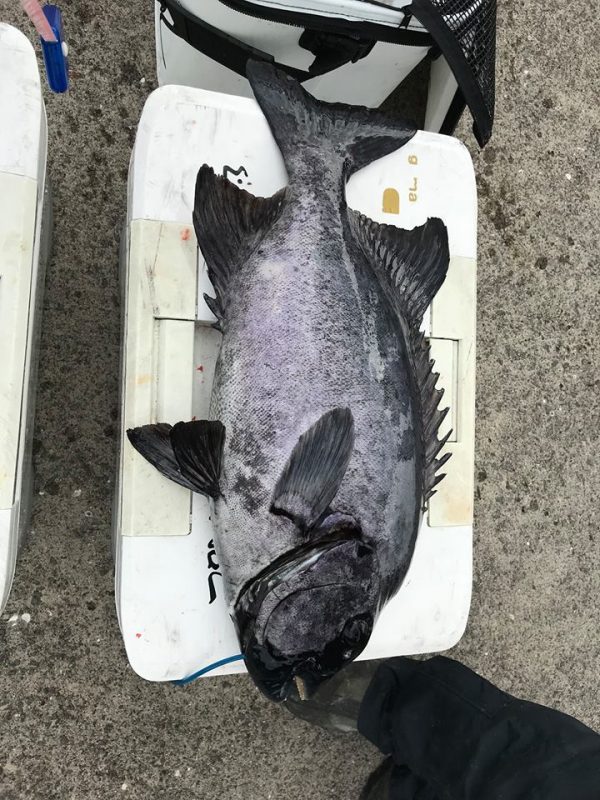 石鯛