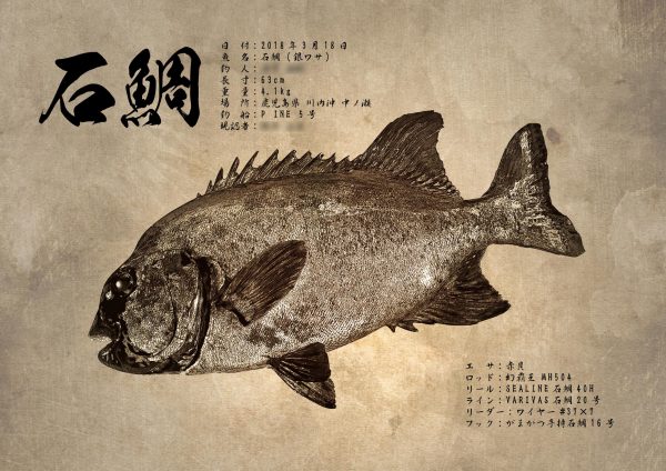 石鯛魚拓