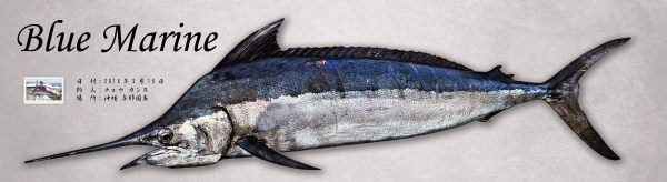 カジキ原寸魚拓