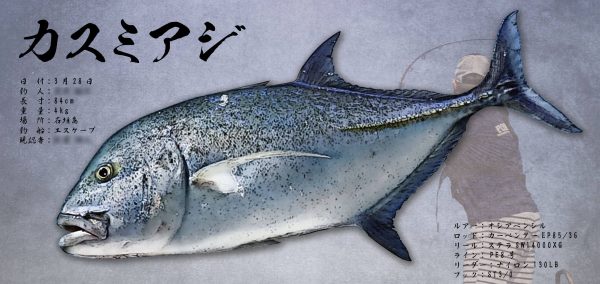 カスミアジ魚拓