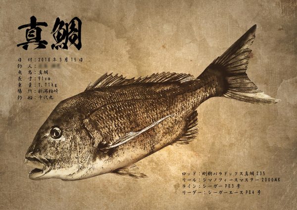 真鯛-魚拓