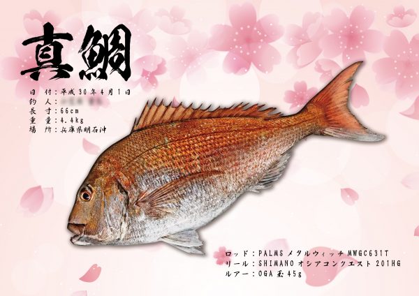 真鯛デジタル魚拓