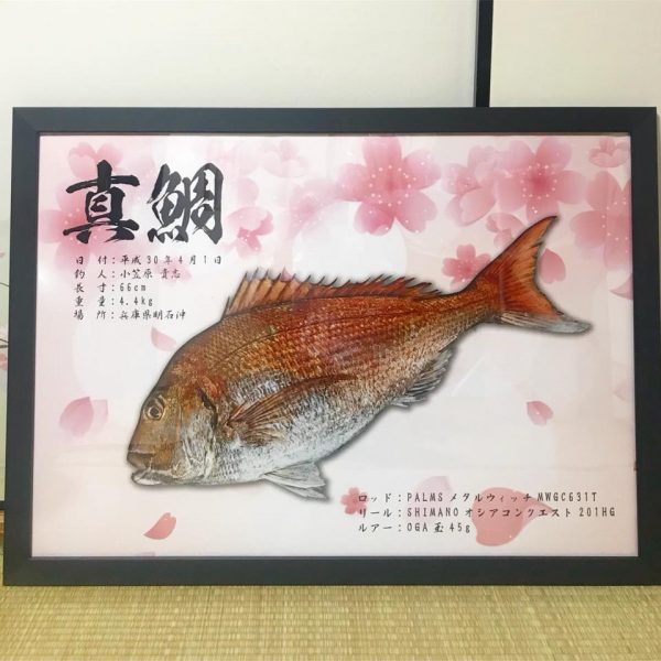 真鯛魚拓-額縁