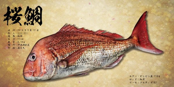 桜鯛魚拓
