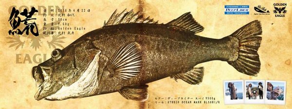 アラ魚拓