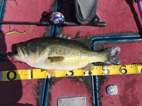 blackbass