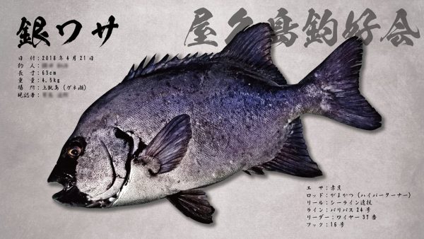銀ワサ魚拓