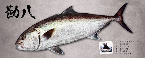 カンパチ魚拓