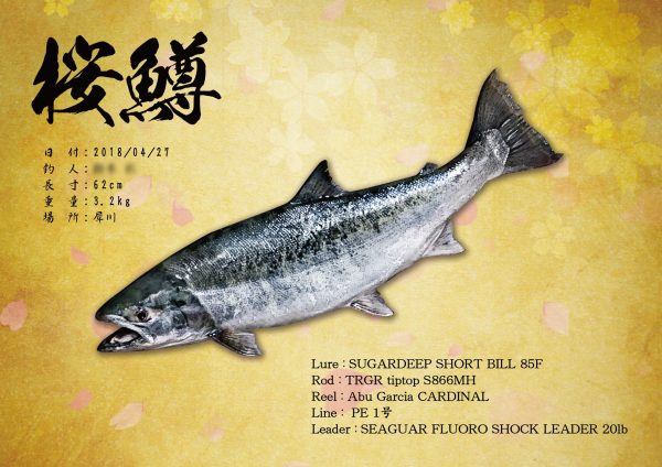 サクラマス魚拓