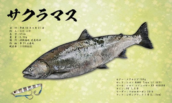 サクラマス魚拓