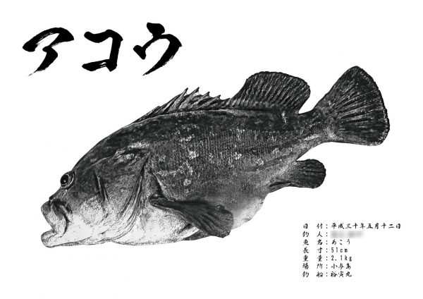 アコウ墨風魚拓