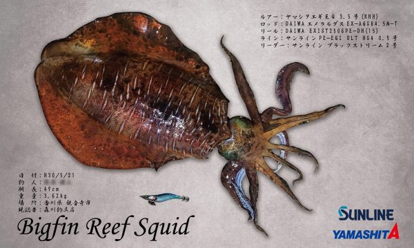 アオリイカ-デジタル魚拓