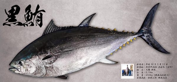 黒鮪デジタル魚拓