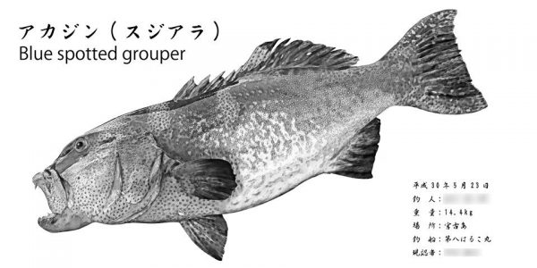 sujiara-魚拓