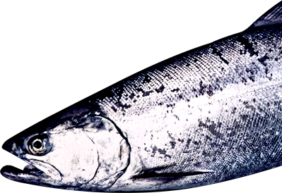 魚体の銀色のイメージ