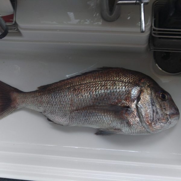 ハマフエフキ(タマン)のデジタル魚拓 | Re:Fish デジタル魚拓